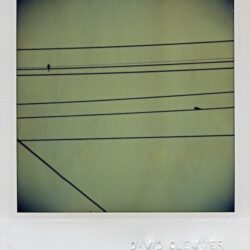 Birds on A Wire, NOLA, 2006