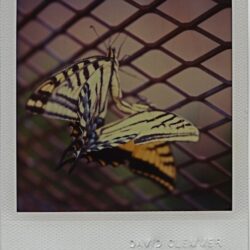 Butterflies, 2007