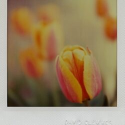 Tulips I, 2004