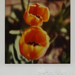 Tulips III, 2004