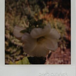 Hollyhock, 2003