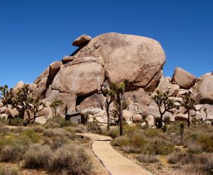 Cap Rock at Joshua Tree National Park.