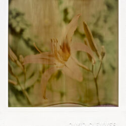 Day Lily, 2017