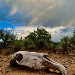 Nature Morte, Taos, 2020