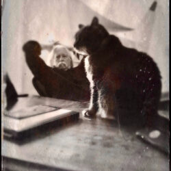 Man + Cat, Santa Fe, 2017
