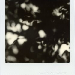 Shadows I, 2026
