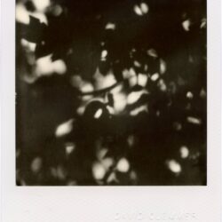 Shadows III, 2026